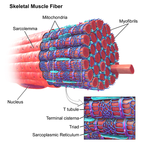 Muscle Fiber Types | Renaissance Man Journal